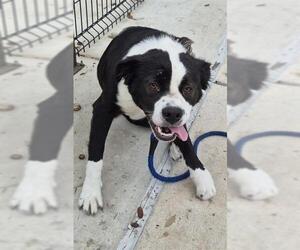 Border Collie-Unknown Mix Dogs for adoption in San Antonio, TX, USA