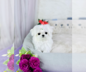 Maltese Puppy for sale in CHANDLER, AZ, USA