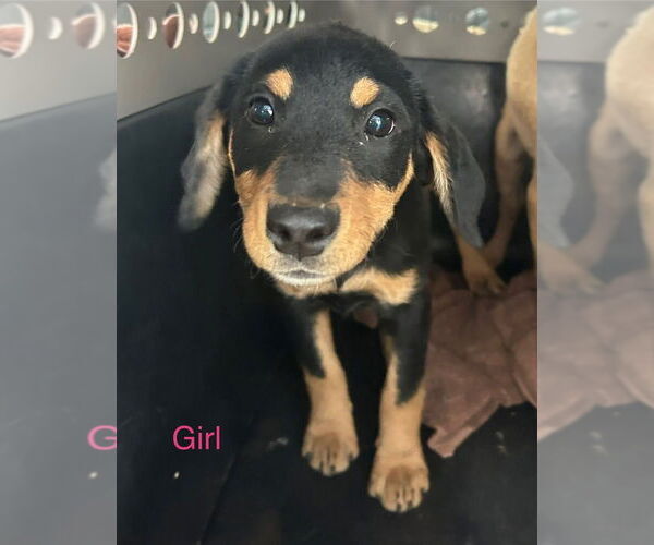 Medium Photo #1 Shepradors Puppy For Sale in Aurora, IN, USA