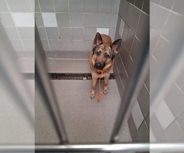 Medium Photo #1 German Shepherd Dog-Unknown Mix Puppy For Sale in Las Vegas, NV, USA