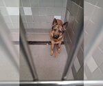 Small German Shepherd Dog Mix