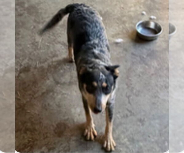 Medium Photo #2 Mutt Puppy For Sale in Canton, CT, USA