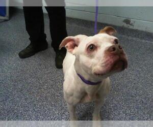 American Pit Bull Terrier-Unknown Mix Dogs for adoption in Charlotte, NC, USA