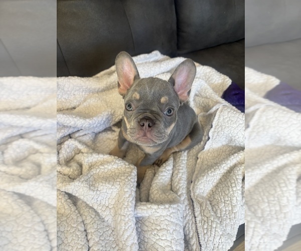 Medium Photo #6 French Bulldog Puppy For Sale in KENT, WA, USA