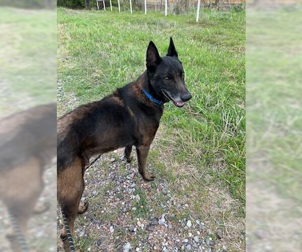 Medium Photo #2 Mutt Puppy For Sale in Imlay City, MI, USA