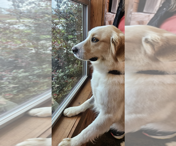 Medium Photo #3 Golden Retriever-Unknown Mix Puppy For Sale in Rockville, MD, USA