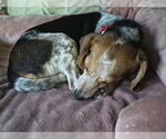 Small #5 Beagle