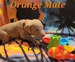 Small Photo #23 Weimaraner Puppy For Sale in NEWCASTLE, OK, USA