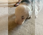 Puppy Puppy 7 Old English Sheepdog