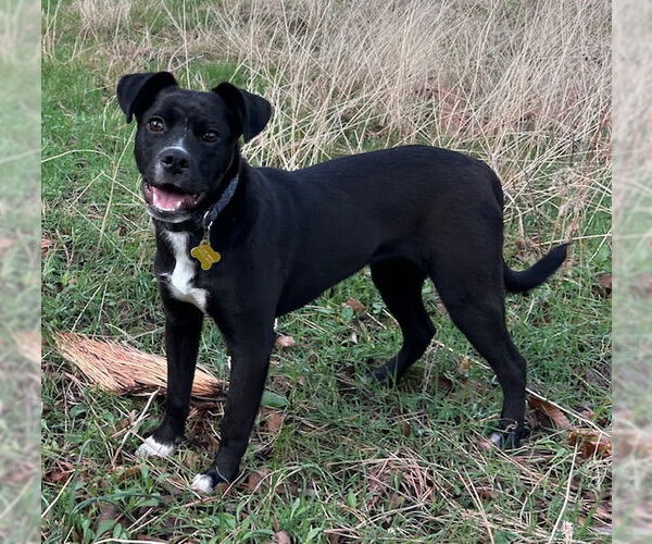 Medium Photo #1 Labrador Retriever Puppy For Sale in Sandy, UT, USA