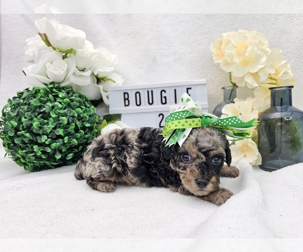 Medium Photo #3 Poodle (Toy) Puppy For Sale in COLLEGE STA, TX, USA