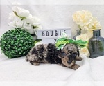 Small Photo #3 Poodle (Toy) Puppy For Sale in COLLEGE STA, TX, USA
