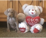Small Photo #1 Weimaraner Puppy For Sale in WILLOWS, CA, USA