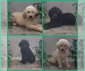 Poodle (Standard) Puppy for sale in COUCH, MO, USA