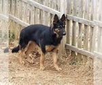 Small Photo #1 German Shepherd Dog Puppy For Sale in SPRINGFIELD, TN, USA