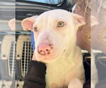 Small #5 American Pit Bull Terrier