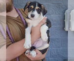 Small #2 Mutt