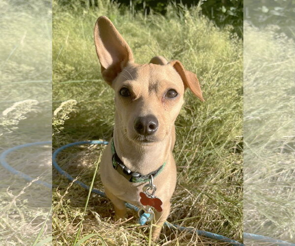 Medium Photo #3 Chiweenie Puppy For Sale in Milwaukie, OR, USA