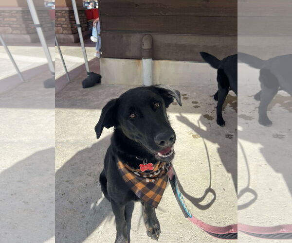 Medium Photo #4 Labrador Retriever-Unknown Mix Puppy For Sale in San Diego, CA, USA