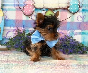 Yorkshire Terrier Puppy for sale in LANCASTER, PA, USA