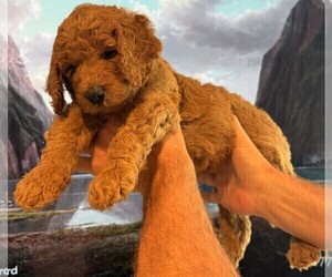 Goldendoodle Puppy for sale in HUNTINGTON BEACH, CA, USA