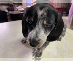 Small #4 Dachshund