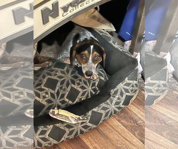 Medium Photo #10 Beagle Puppy For Sale in Las Vegas, NV, USA