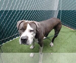 Mutt Dogs for adoption in Downey, CA, USA