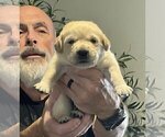 Small Photo #81 Labrador Retriever Puppy For Sale in HIGH POINT, NC, USA