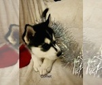 Small Photo #39 Siberian Husky Puppy For Sale in WASHBURN, WI, USA
