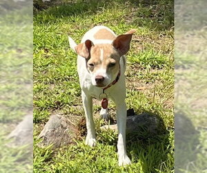 Misty Chi3 *LOCAL* - Female Chihuahua-Unknown Mix Dog for Adoption - Photo #10
