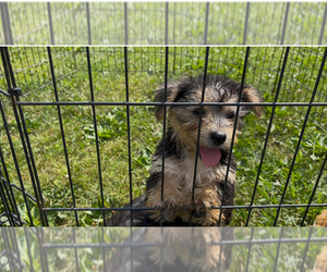 Yo-Chon Puppy for sale in MOUNT PLEASANT, MI, USA
