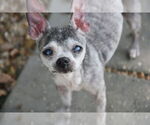 Small #4 Chihuahua