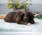 Small #2 Shorkie Tzu