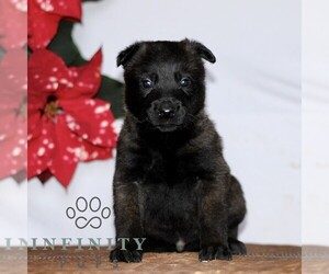 Belgian Malinois Puppy for sale in STRASBURG, PA, USA