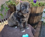 Puppy Remington Aussiedoodle