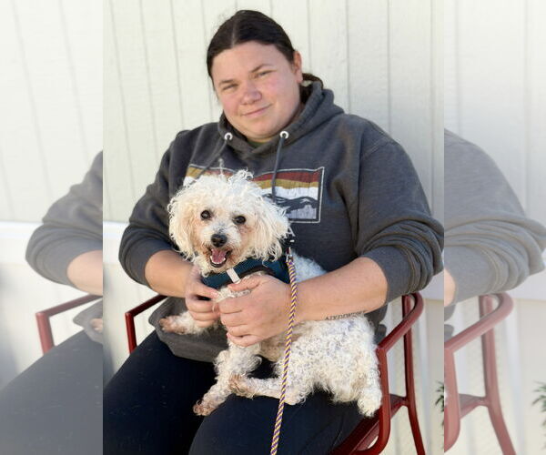 Medium Photo #5 Poodle (Miniature)-Unknown Mix Puppy For Sale in West Cornwall, CT, USA