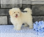 Small #2 ShihPoo