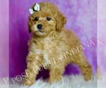 Small Photo #109 Poodle (Miniature) Puppy For Sale in WARSAW, IN, USA