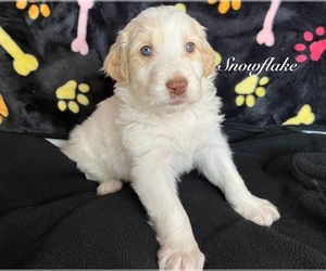 Aussiedoodle Puppy for sale in KINGS MOUNTAIN, NC, USA