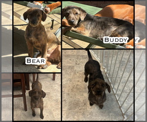 YorkiePoo Puppy for sale in SACRAMENTO, CA, USA