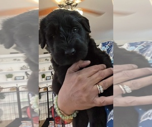 Schnauzer (Giant) Puppy for sale in GARNER, NC, USA