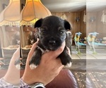 Small #1 Miniature Schnauzzie