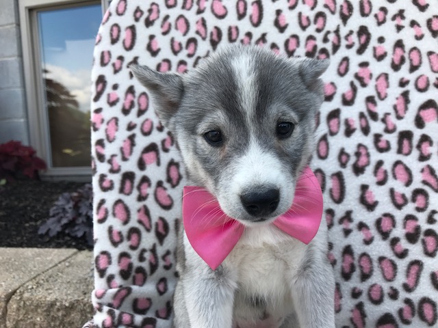 Medium Photo #1 Huskimo Puppy For Sale in QUARRYVILLE, PA, USA