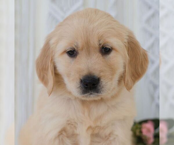 Medium Photo #1 Golden Retriever Puppy For Sale in NEWPORT, PA, USA