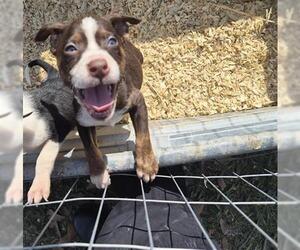 Siberian Husky-Unknown Mix Dogs for adoption in Houston, TX, USA