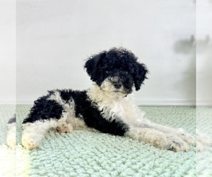 Bernedoodle (Miniature) Puppy for sale in GREENFIELD, IN, USA