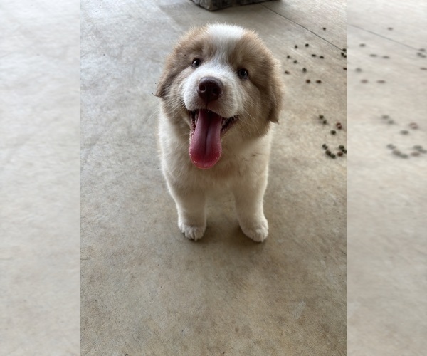 Medium Photo #4 Australian Shepherd Puppy For Sale in OPP, AL, USA