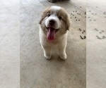 Small #3 Australian Shepherd