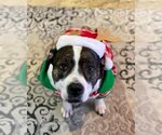 Small Photo #8 American Staffordshire Terrier-Unknown Mix Puppy For Sale in Crete, IL, USA